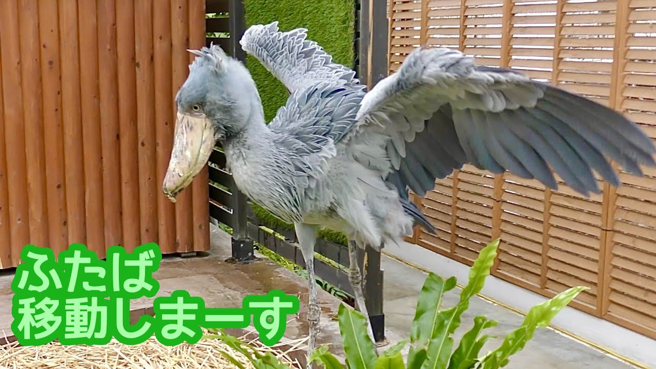 ハシビロコウ ふたばちゃん 翼を広げて移動します【掛川花鳥園