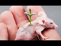 Nature Conducts Strange Experiment with Rat &amp; They Become Stronger than Humans