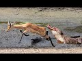 The Horrifying Moment Crocodile Attacks Impala