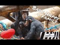 Baby HAPPY und ihre Schimpansen-FAMILIE 😍 im Loro Parque | zoos.media