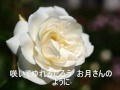 赤い花白い花(昭和45年以前)芹洋子 Cover