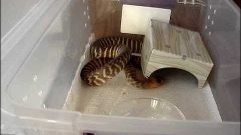 Feeding the Woma Pythons