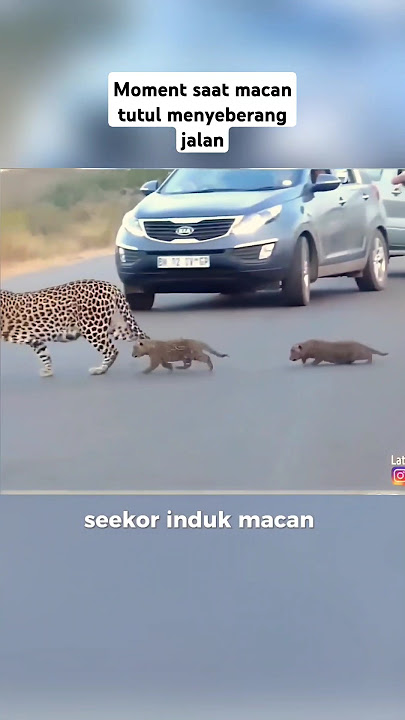 Moment Menggemaskan Saat Induk Macan Tutul dan Anaknya Menyeberang Jalan #shortvideo