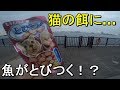 【若洲海浜公園】猫の餌で魚は釣れるのか？ラスト5分で奇跡が…！【2018.10.19】
