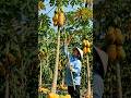 papaya harvest easy trick