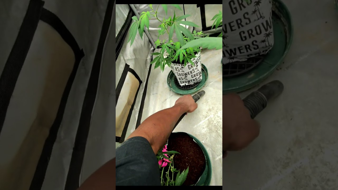 Почему я использую строительный пылесос в своей гроу-палатке 🌱 Чистые гроу-комнаты = лучший каннабис