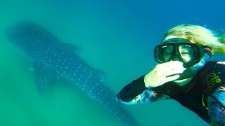 Snorkeling With Whale Sharks in Mozambique! screenshot 4