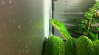 Green Tree Python drinking