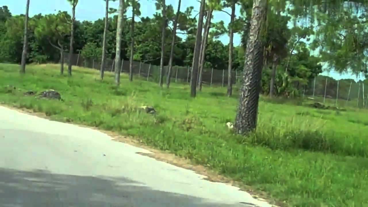 Lion Country Safari Preserve Tour 2010 Explore the Wild Heart of