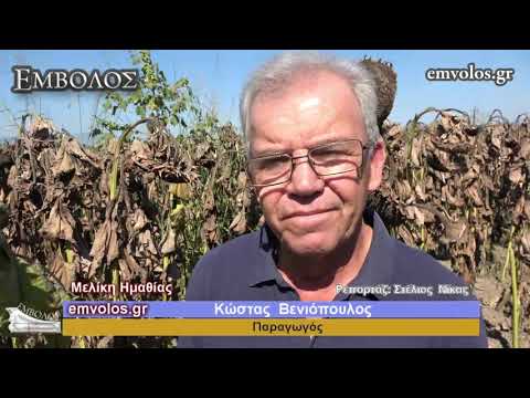 Βίντεο: Σωστή καλλιέργεια ηλίανθων