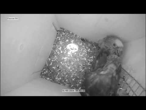 Fächerpapageien im Nistkasten | hawk headed parrot in nestbox | Deroptyus accipitrinus