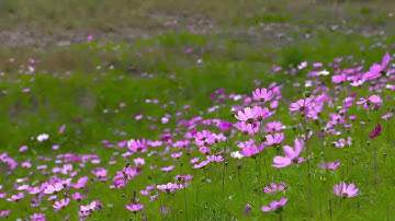 الشيخ / محمود خليل الحصرى - سورة الزمر ( مرتل )