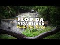 Puxa Da Terra - Flor Da Vida Eterna