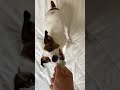 頭を振り回しながら唸る犬