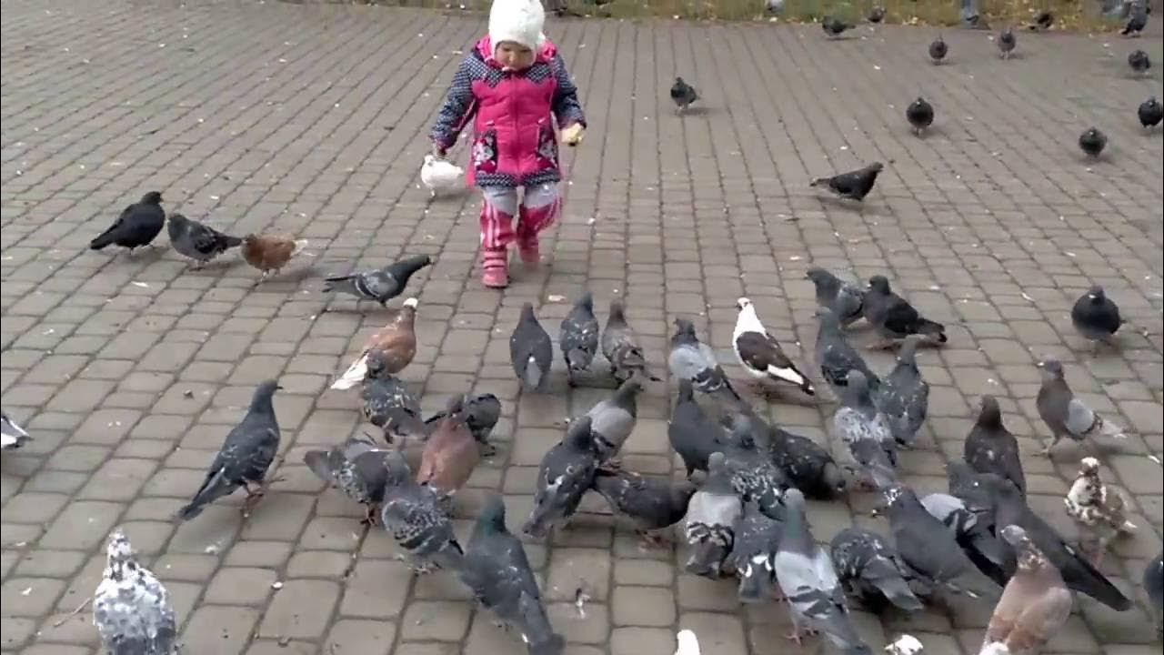 опека детей голубь. младенец голубя. голуби в парке. яд для голубей на балконе. голубиная сага.