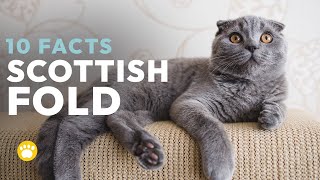 10 Interesting Facts on Scottish Folds You Should Know