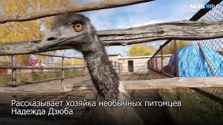Видео Песка не напасешься: как живет семья, которая воспитывает страусов-гигантов (автор: НГС.НОВОСТИ)