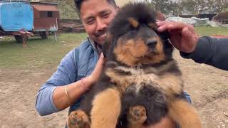 Dangerous Tibetan Mastiff dogs in Haldwani | Tibetan Mastiff puppies