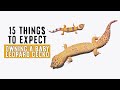 Owning A Baby / Juvenile Leopard Gecko | 15 THINGS TO EXPECT