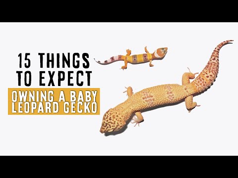 Owning A Baby / Juvenile Leopard Gecko | 15 THINGS TO EXPECT