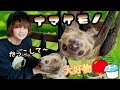 ナマケモノのおねだり姿が可愛い過ぎて中毒になるのでご注意下さいwww The sloth begging is too cute and addictive.