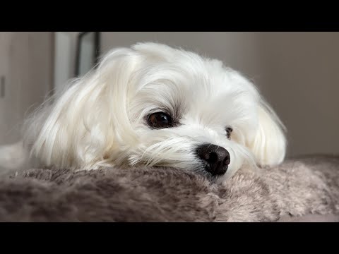 絶対に寝癖をなおされたくない犬がちょっと可愛すぎるかも【マルチーズ】