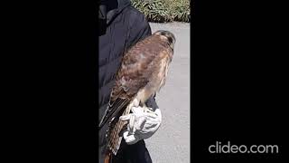 Noisy kestrel at Martial Cottle