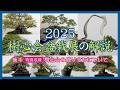 2025樹心会盆栽展 解説【後半】特別収録「樹心会の成り立ちについて」