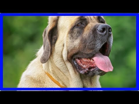 Video: Mastiff Hondenras Hypoallergeen, Gezondheid En Levensduur