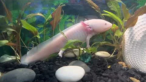 Как перевести аксолотля в амбистому. #animals #axolotl