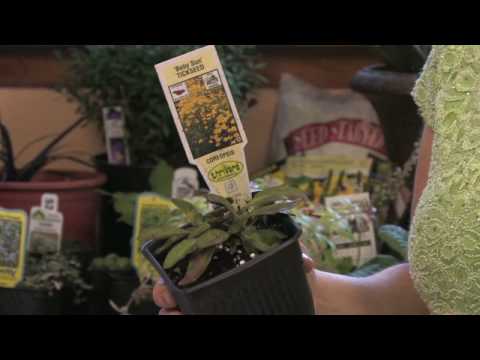 Video: Perawatan Coreopsis Di Musim Dingin - Tips Menanam Coreopsis Musim Dingin