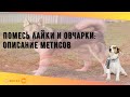 Помесь лайки и овчарки: описание метисов