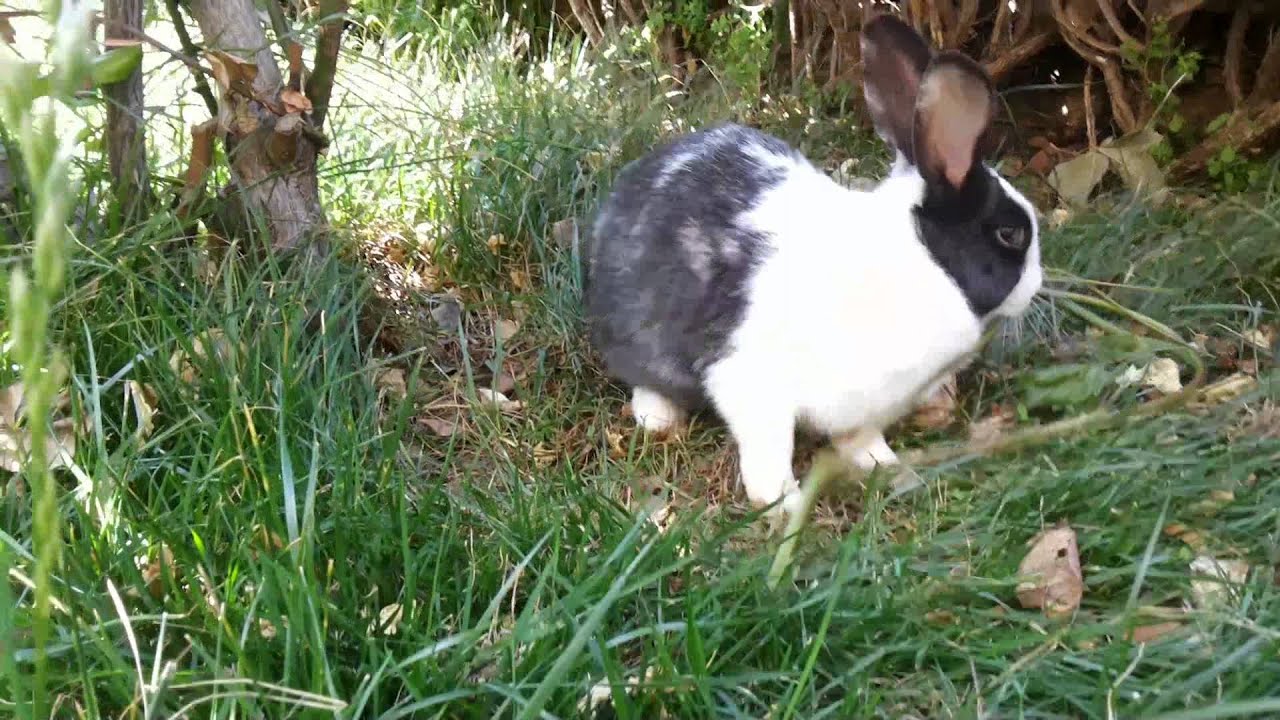 Angry pissed off rabbit mimi - YouTube