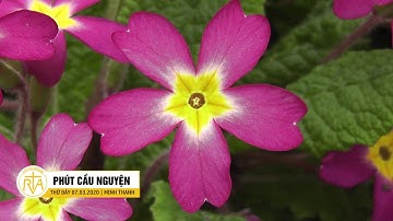 Phút Cầu Nguyện, Thứ Bảy 07/03/2020:  Đối Diện Đau Khổ