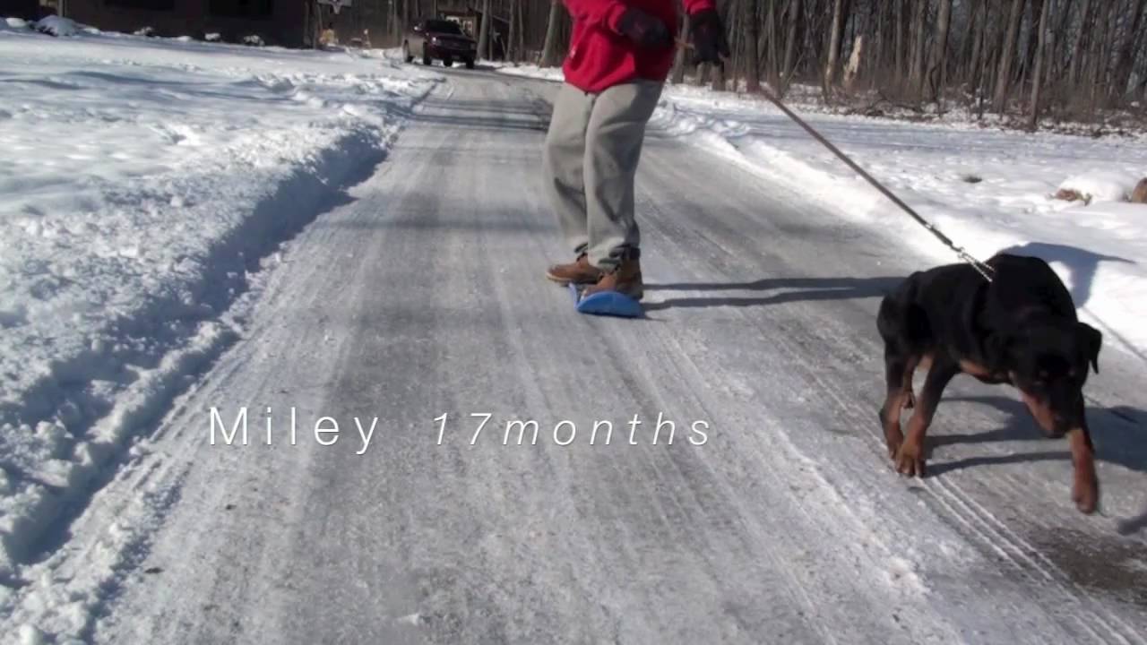Sled Rotties Rottweiler Dog-sled - YouTube