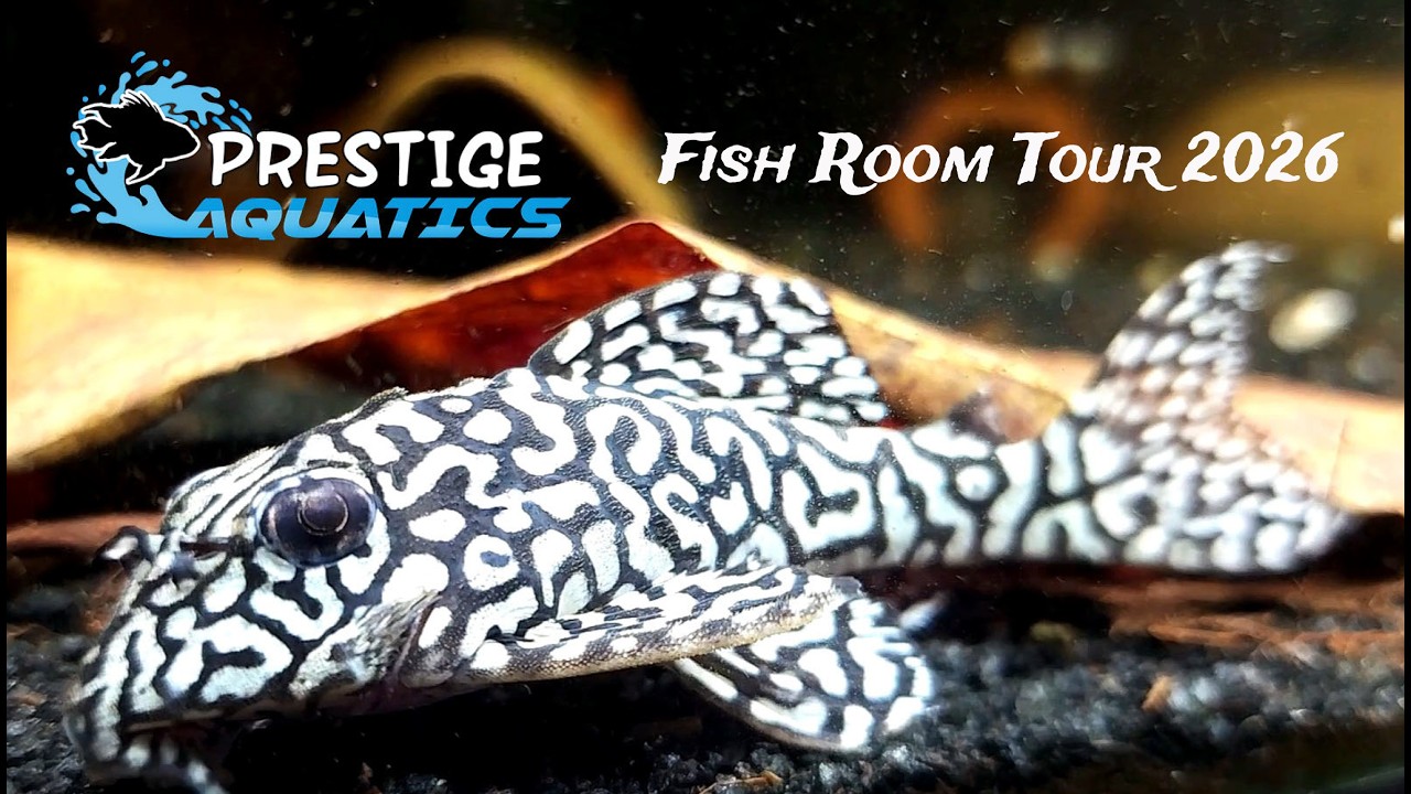 Fish Room Tour - Prestige Aquatics - 2026