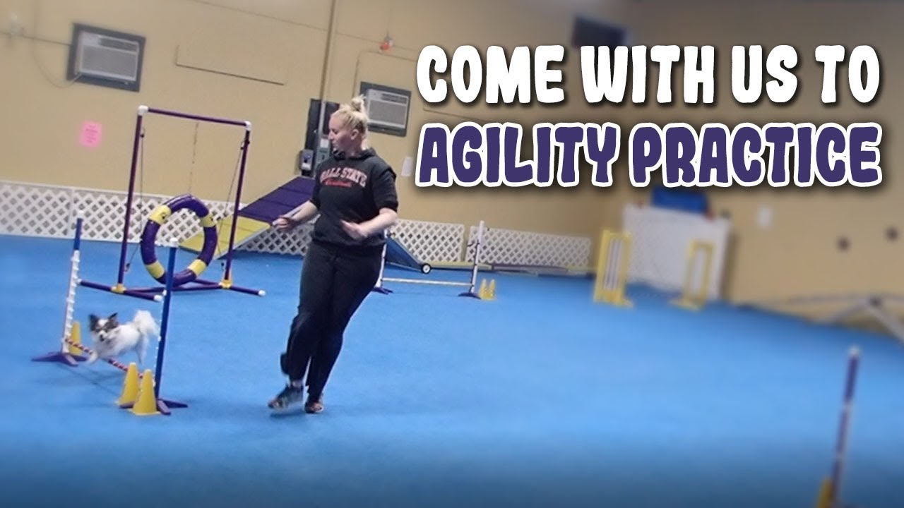 chihuahua agility training