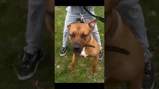 Up Close And Personal With Real Working Apbt Puppy