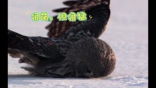 伶鼬的生存之道：萌与猛的完美结合#动物世界 #动物解说 #伶鼬