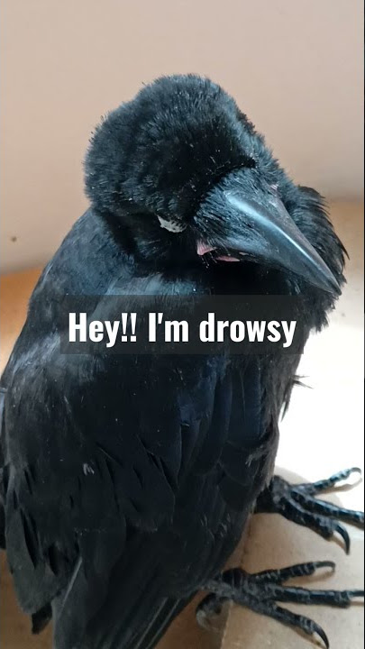 Crow Sleeping