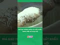 Giá gạo trong nước và xuất khẩu đang trên đà phục hồi #nongnghiepmientay