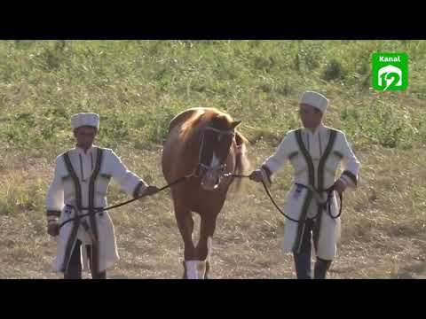 Şuşa'da Erdoğan’a dünyaca ünlü Karabağ atı hediye edildi