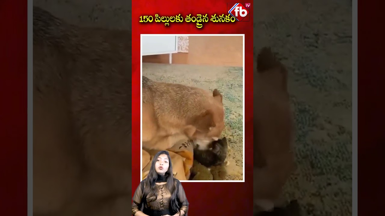 Dog Becomes Father To 150 Cats 