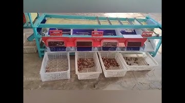High Quality Fruit Dates Size Grading Machine Dates Sorter Palm Dates Sorting Machine