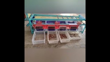 High Quality Fruit Dates Size Grading Machine Dates Sorter Palm Dates Sorting Machine
