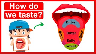 How do we taste?  | Human tongue anatomy | Easy learning video | 5 senses