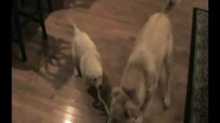 Big Dog vs little Dog! (Tug of War)