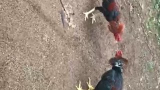 Pakhoy vs ayam bangkok