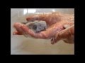 Detox Charcoal Black Soap