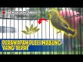 Penyebab & Solusi Burung Pleci Rontok Bulu: Perawatan Tepat Saat Mabung